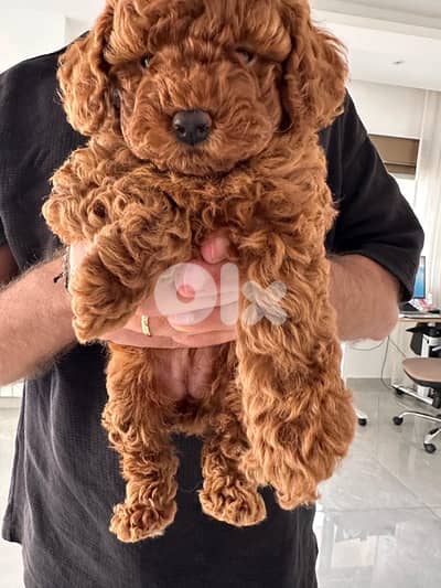 Imported Red Brown Toy Poodle / FREE accessories