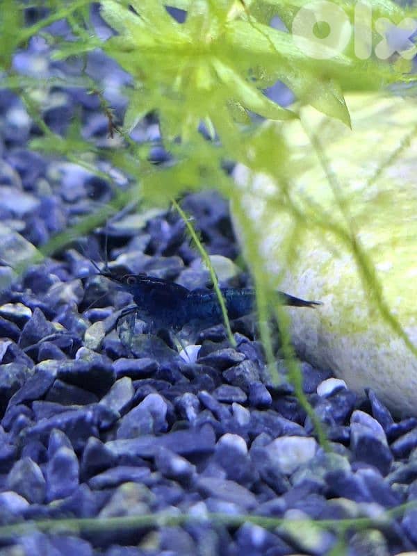 Blue cherry shrimps 0