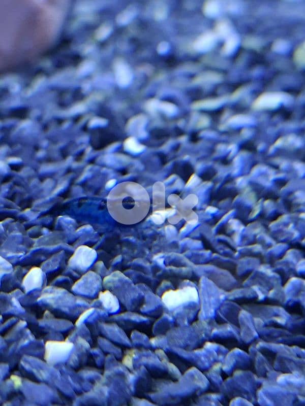 Blue cherry shrimps 1