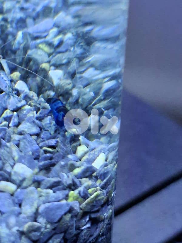 Blue cherry shrimps 2