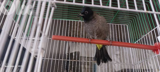 بلبل مع قفص للبيع