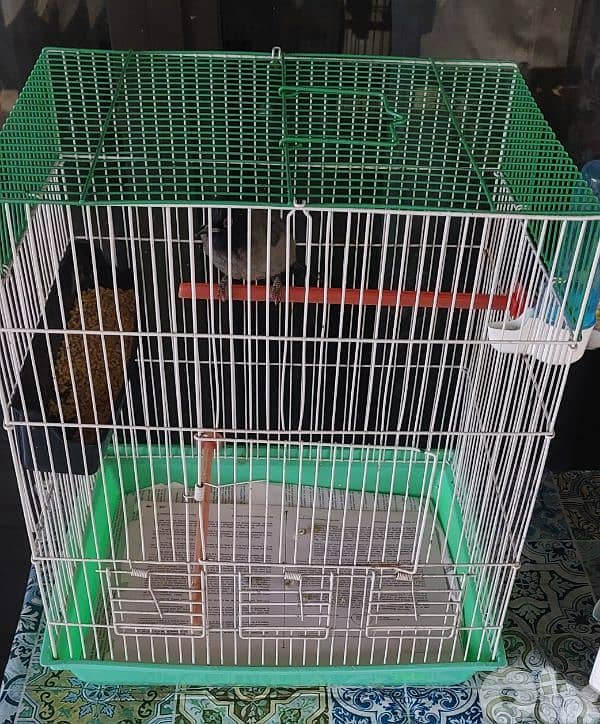 بلبل مع قفص للبيع 1