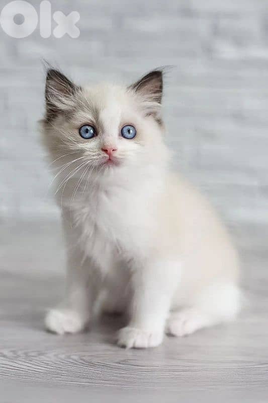 أحلى الأسعار 0