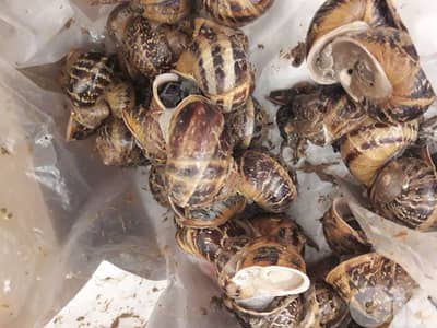 بزاق اسود للبيع