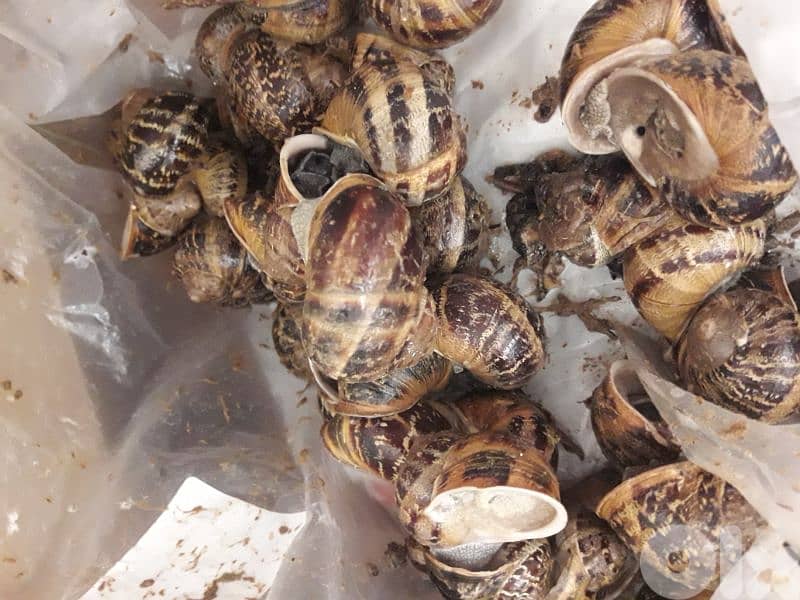 بزاق اسود للبيع 0