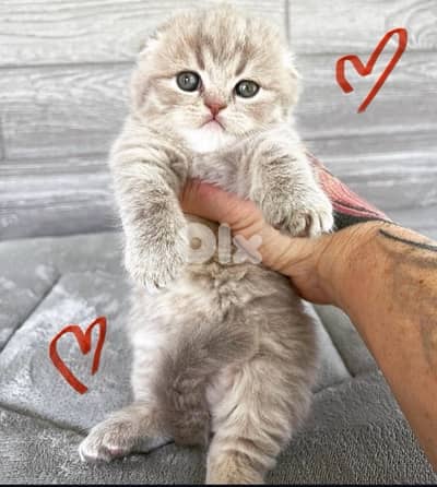 british and scottish 70485808