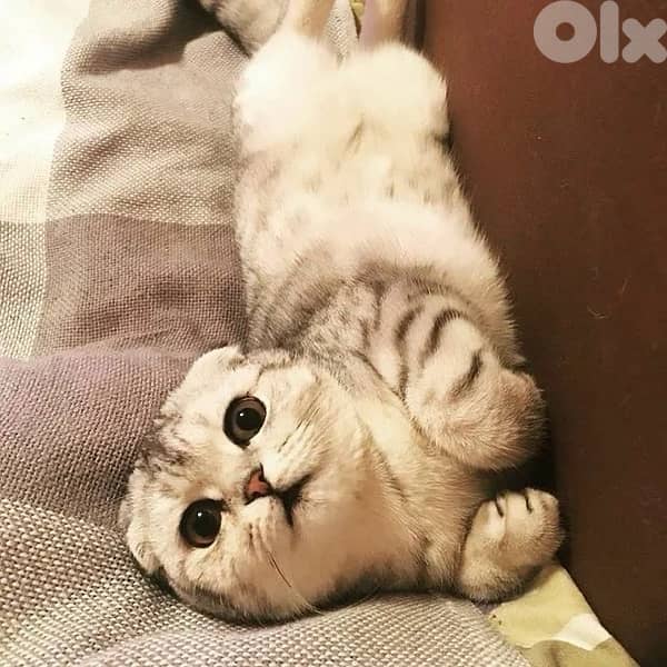 british and scottish 70485808 3