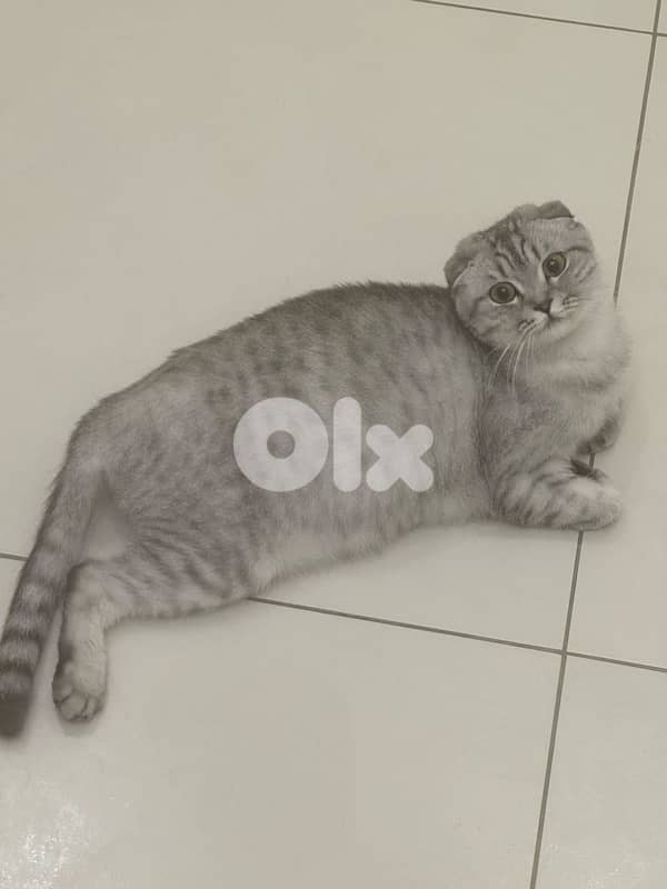 british and scottish 70485808 6