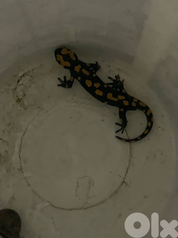 Fire salamander 1