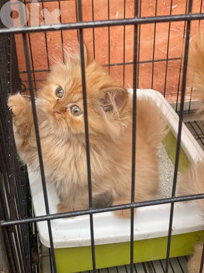 persian male for sale 150$