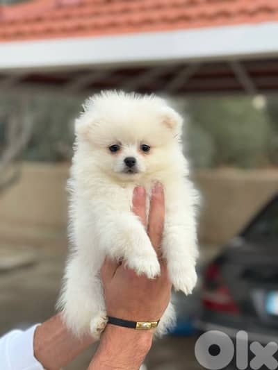 Teacup pomeranian Vaccinated