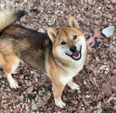 Shiba Inu puppies available
