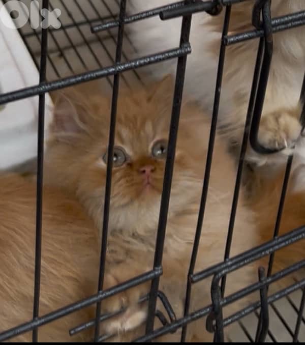 persian male for sale 150$ 0