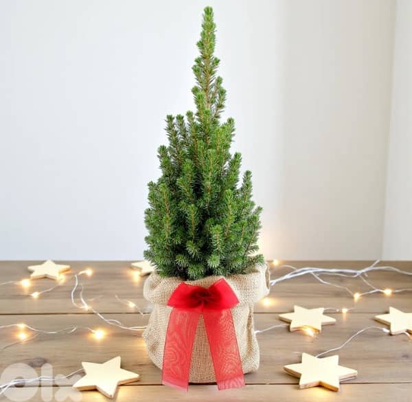 Mini Christmas Tree 0
