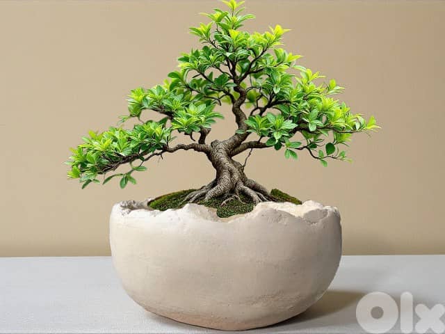 Concrete pot for bonsai 0