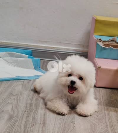 Mini bichon available