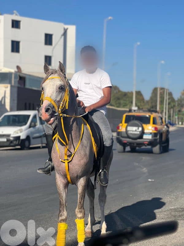 حصان للبيع 0