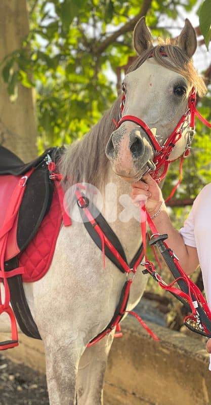 حصان للبيع 1