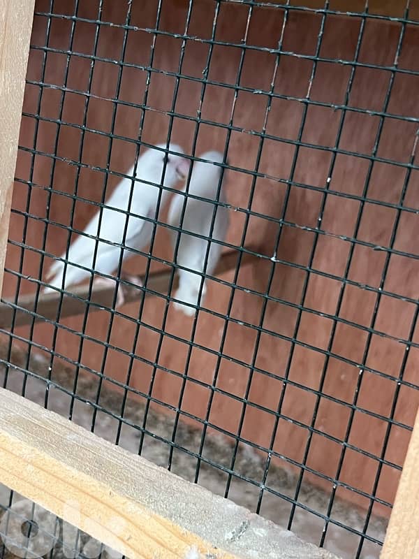 الجنوب خيزران 1