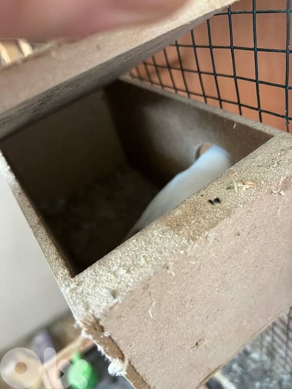 الجنوب خيزران 2