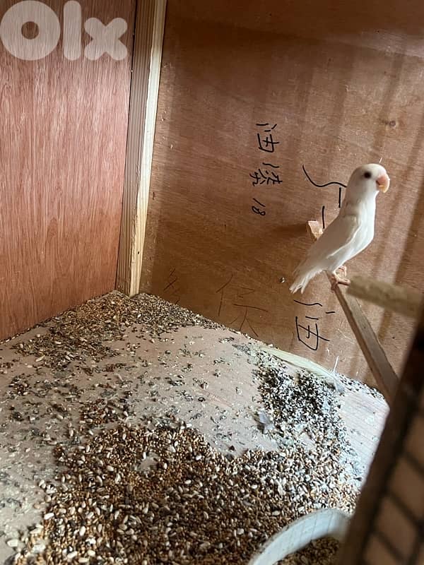 الجنوب خيزران 3