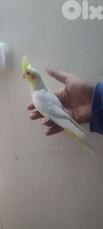 دكر كروان لاتينو عيون حمر مروض 0