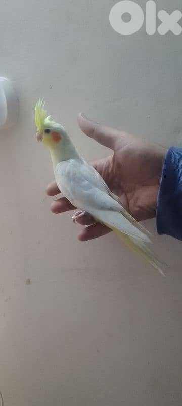 دكر كروان لاتينو عيون حمر مروض 1