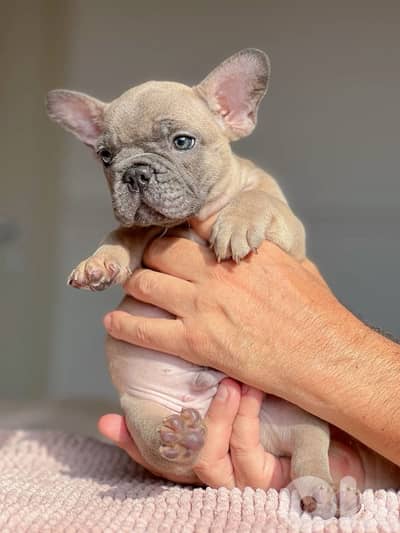 Unique Blue Fawn color French Bulldog puppy in store & delivery