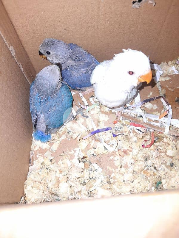 بيروت او الجنوب 0