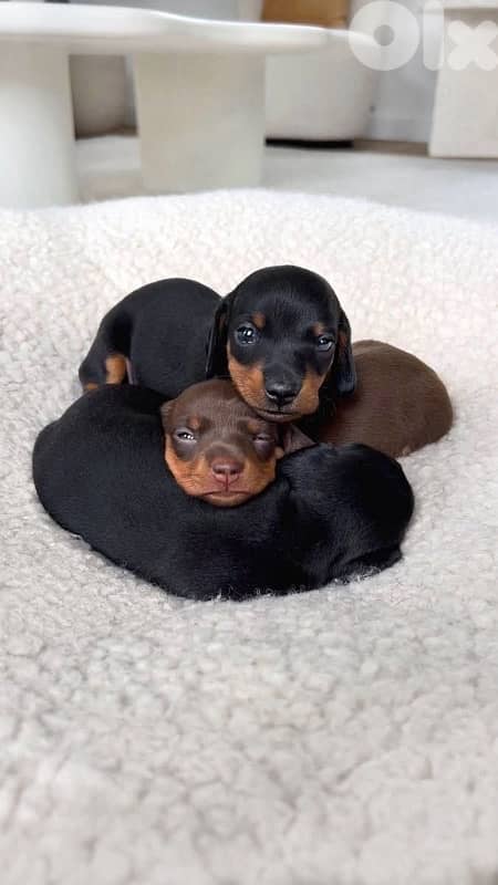 Adorable baby Dachshunds all colors available 0