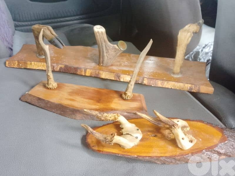 قرون وأجرين غزال على لوحة خشبية 0