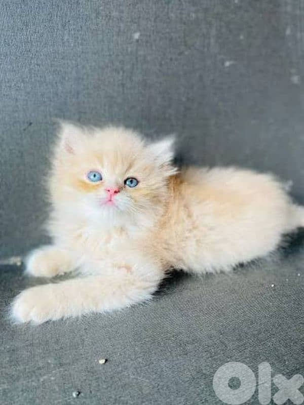 xxl size Persian cats 0