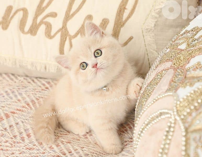 xxl size Persian cats 1
