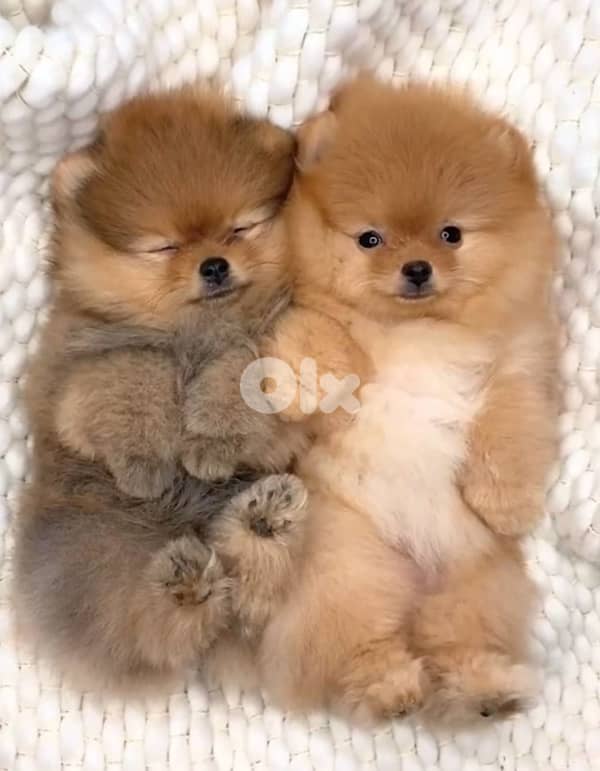 Adorable Teacup Pomeranian Teddy Bear face available 0