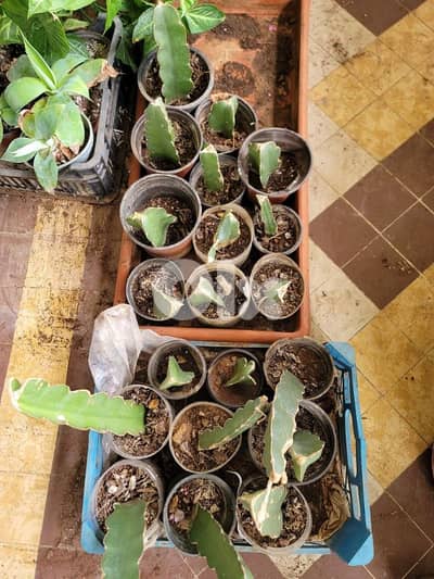 شتل دراغون فروة فاكهة التنين للبيع