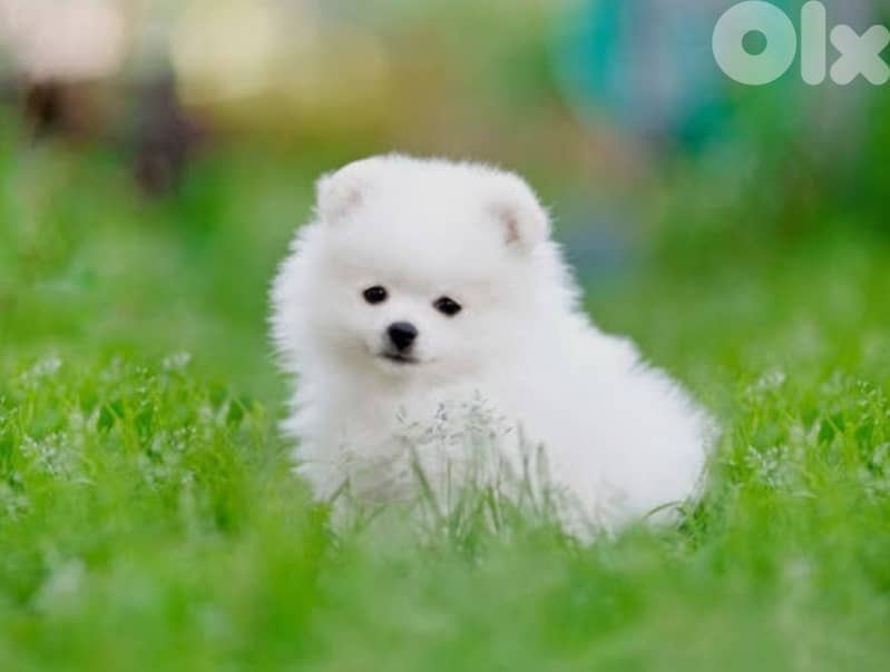 pomeranian spitz 0