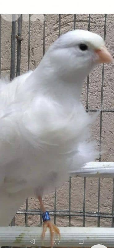 عصافير كنار Birds Canary