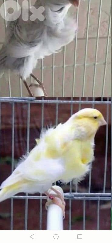 عصافير كنار Birds Canary 1