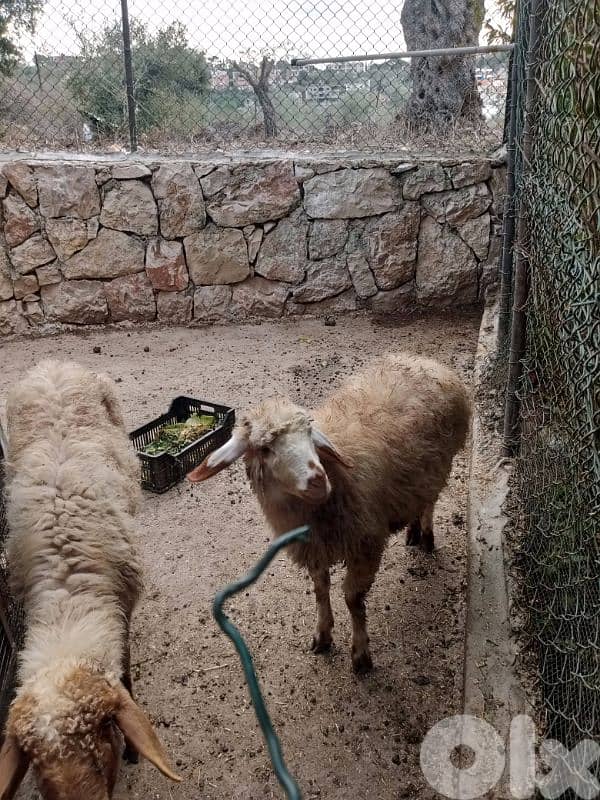 غنم للبيع 1