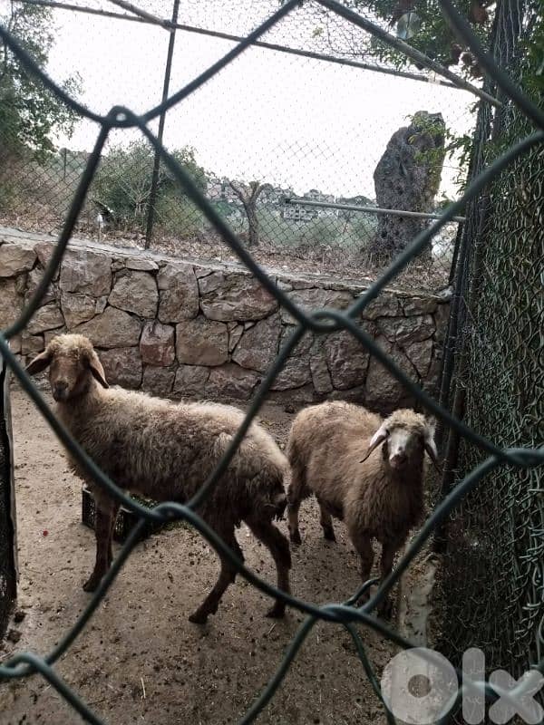 غنم للبيع 2