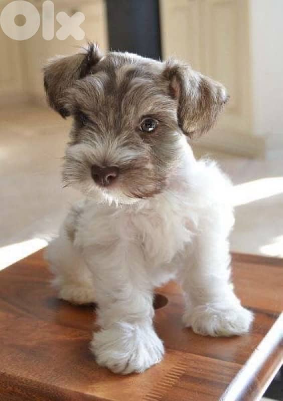High quality Miniature Schnauzer puppy order processed upon request 0