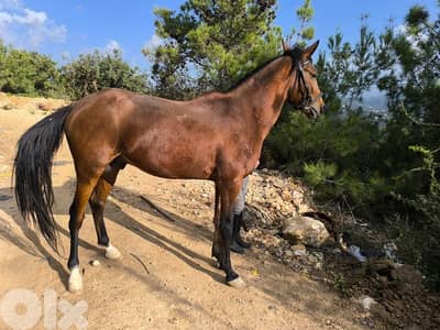 حصانين للبيع. حلوين  كتير