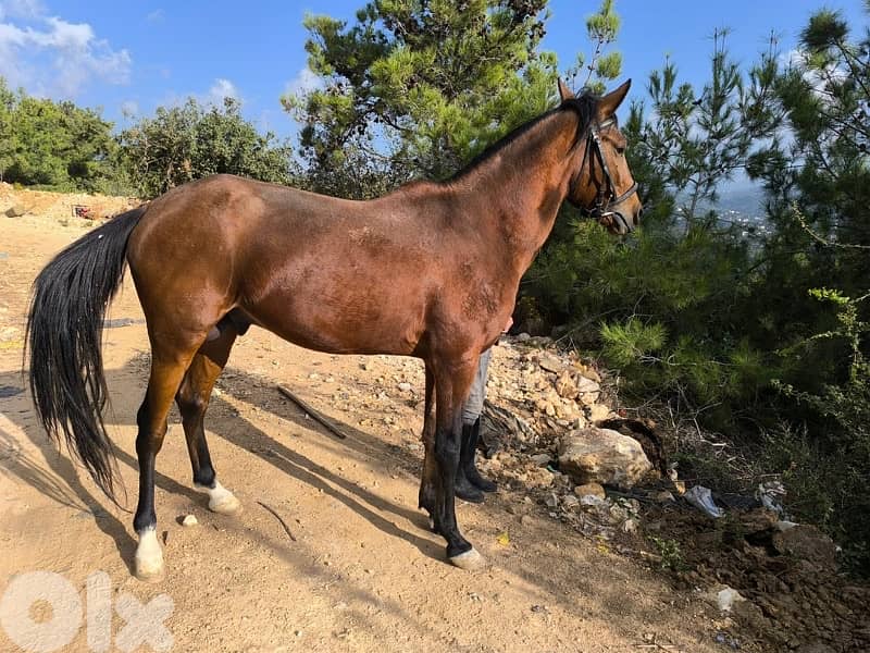 حصانين للبيع. حلوين  كتير 0