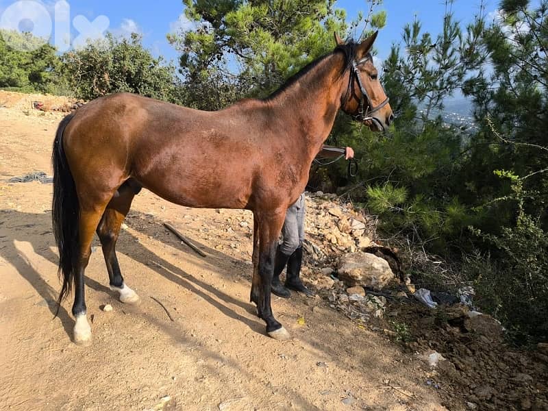 حصانين للبيع. حلوين  كتير 1