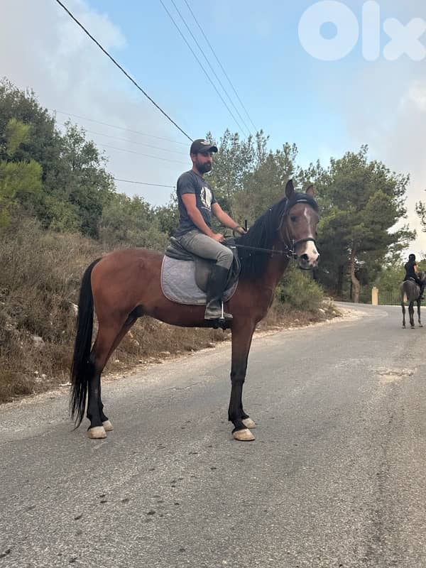 حصانين للبيع. حلوين  كتير 2