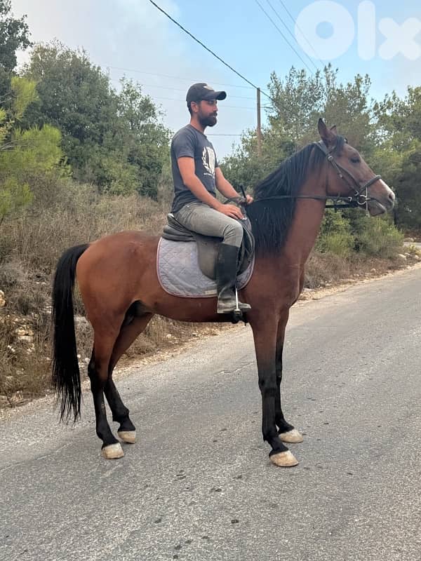 حصانين للبيع. حلوين  كتير 3