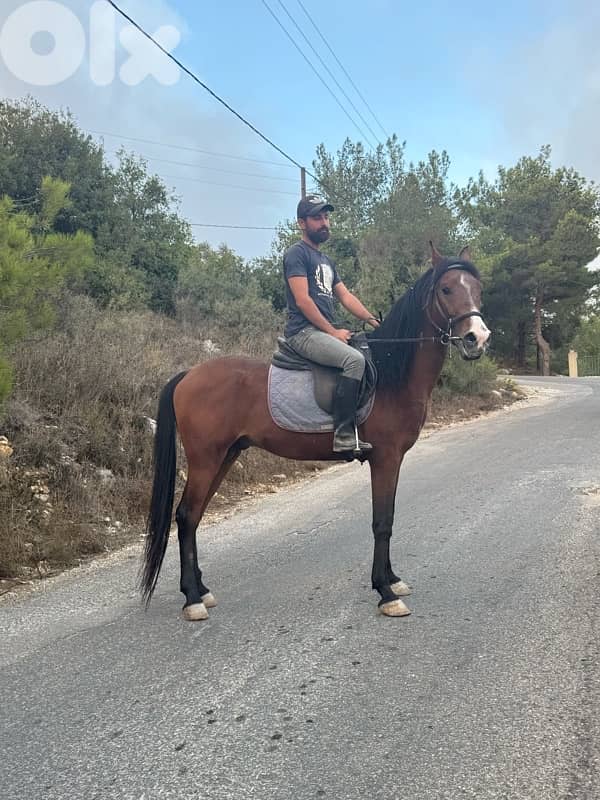 حصانين للبيع. حلوين  كتير 5