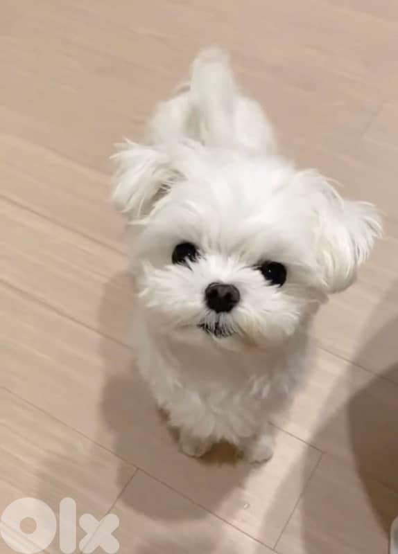 Adorable Bichon puppy available in store & delivery كلب 0