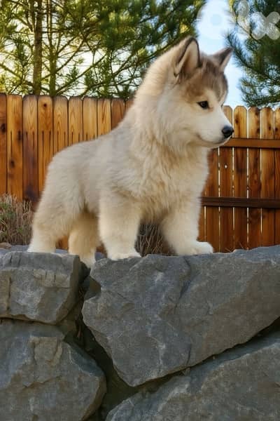 Silver Grey Siberian Husky puppy available in store & Delivery