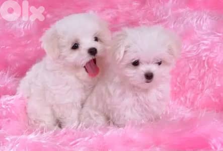 Cute & small mini Bichon puppy available in store & Delivery كلب Dog